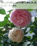 Pierre de Ronsard ('Eden Rose 85') - Moderne Strauchrosen