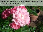 The Fairy - Moderne Patio- Bodendecker und Ruffle Rosen