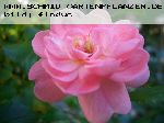The Fairy - Moderne Patio- Bodendecker und Ruffle Rosen