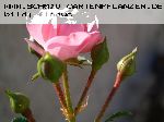 The Fairy - Moderne Patio- Bodendecker und Ruffle Rosen