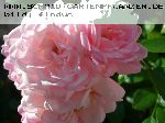 The Fairy - Moderne Patio- Bodendecker und Ruffle Rosen