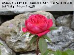 Benjamin Britten - Englische Rosen
