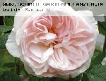 Geoff Hamilton - Englische Rosen