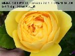 Graham Thomas - Englische Rosen
