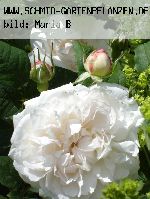 Winchester Cathedral - Englische Rosen