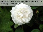 Winchester Cathedral - Englische Rosen