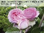 Pierre de Ronsard ('Eden Rose 85') - Moderne Strauchrosen