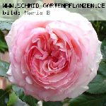 Pierre de Ronsard ('Eden Rose 85') - Moderne Strauchrosen
