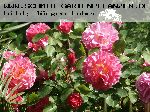 Lilian Austin - Englische Rosen