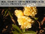 Banksiae Lutea - Kletterrosen und Rambler