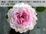AUSwife - Englische Rosen