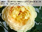 Golden Celebration - Englische Rosen
