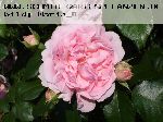 Comtesse de S�gur - Rosen von Delbard
