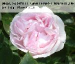 Great Maidens Blush ('Cuisse de Nymphe') - Rosa Alba