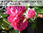 AUSlo - Englische Rosen