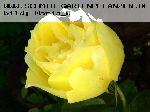 Souvenir de Marcel Proust - Rosen von Delbard