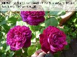 William Shakespeare - Englische Rosen