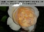 Perdita - Englische Rosen