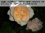 Perdita - Englische Rosen