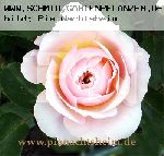 English Garden (Schloss Gl�cksburg) - Englische Rosen
