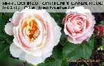 English Garden (Schloss Gl�cksburg) - Englische Rosen