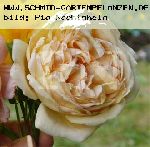 Crown Princess Margareta - Englische Rosen