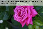 Agnes Schillinger - Rosa Generosa von Guillot