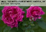 William Shakespeare - Englische Rosen