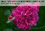 William Shakespeare - Englische Rosen