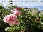 Orsola Spinola - Rosa Generosa von Guillot