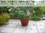 Orsola Spinola - Rosa Generosa von Guillot