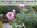 Orsola Spinola - Rosa Generosa von Guillot