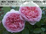 Abraham Darby - Englische Rosen