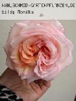 Rose de Resht - Rosa Damascena