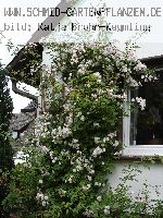 Paul's Himalayan Musk - Kletterrosen und Rambler