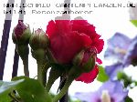 Baron Girod de l'Ain - Remontant Rosen