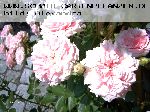 Mecklenburg (Schlossg�rtnerei L�tzow Rose) - Moderne Kletterrosen
