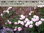 Mecklenburg (Schlossg�rtnerei L�tzow Rose) - Moderne Kletterrosen