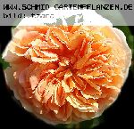 Crown Princess Margareta - Englische Rosen