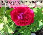 Alfred Colomb - Remontant Rosen