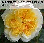 The Pilgrim - Englische Rosen