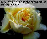 The Pilgrim - Englische Rosen
