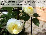 The Pilgrim - Englische Rosen