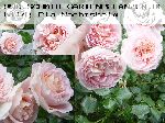 Abraham Darby - Englische Rosen