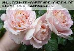 Abraham Darby - Englische Rosen