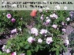 Mme. Boll - Portland Rosen