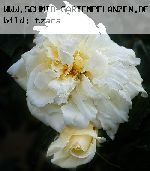 Alb�ric Barbier - Kletterrosen und Rambler