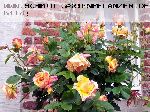 Claude Monet - Rosen von Delbard