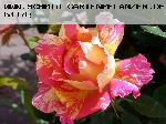 Claude Monet - Rosen von Delbard