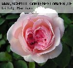 Sebastian Kneipp - Moderne Kletterrosen